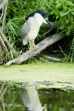 Black-Crowned Night-Heron