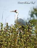 WHOOPING CRANE