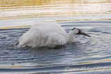 WHOOPING CRANE