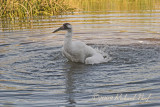 WHOOPING CRANE