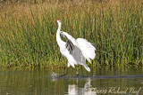 WHOOPING CRANE