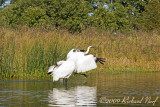 WHOOPING CRANE