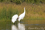 WHOOPING CRANE