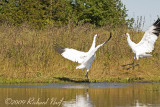 WHOOPING CRANE