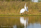 WHOOPING CRANE