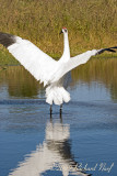 WHOOPING CRANE