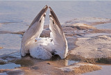 RIP, Ring-Billed Gull