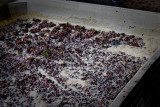 Picked Grapes