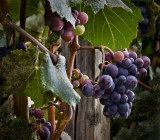 Grapes on the Vine