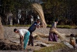 Thrashing Rice Stalks