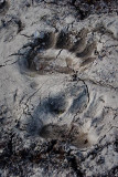 Polar Bear Footprint