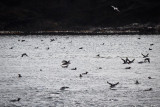 Puffins in the Sea