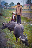 Boys on Water Buffaloes