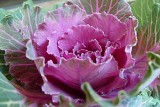 135 ornamental cabbage.jpg