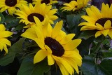 139 sunflowers.jpg