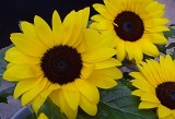 140 sunflowers 2.jpg