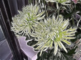 chrysanths