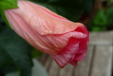 148 hibiscus almost open.jpg