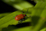 lily eating beetle