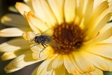 fly on marigold