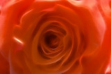 orangey rose