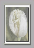 white tulip with texture