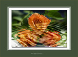 ROSES WATER RIPPLES.jpg