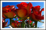 red n yelllow roses smudged in Photoshop