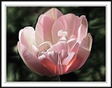 pink tulip Photoshop smudge