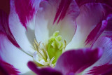 fushia and white tulip