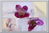 plum flower in two ice cubes