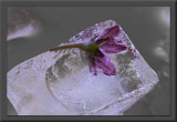 ice cube with plum flower