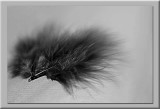 black feather