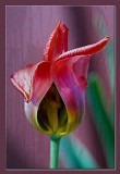 fading tulip