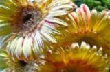  a few gerberas