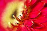 red gerbera