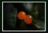 orange berries