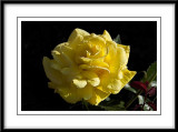 yellow rose...