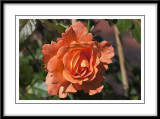 westerland rose...