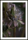 dandelion seedhead...