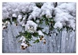 snow dressed daisies in a zinc planter...