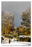 looking down the street at the snow dressed trees...