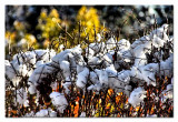 snow on the naked branches...