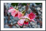 frosty roses...