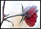 frosty...