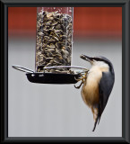 the naughty nuthatch...