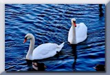 beautiful swans...