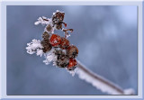 red berries...