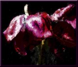  fading tulips....