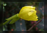 evening primrose